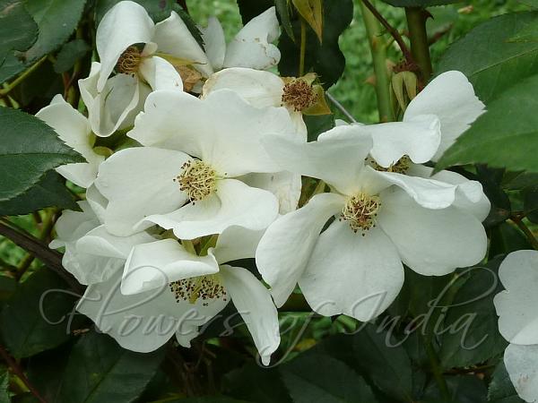 Rosa Longicuspis Shillong Climbing Rose